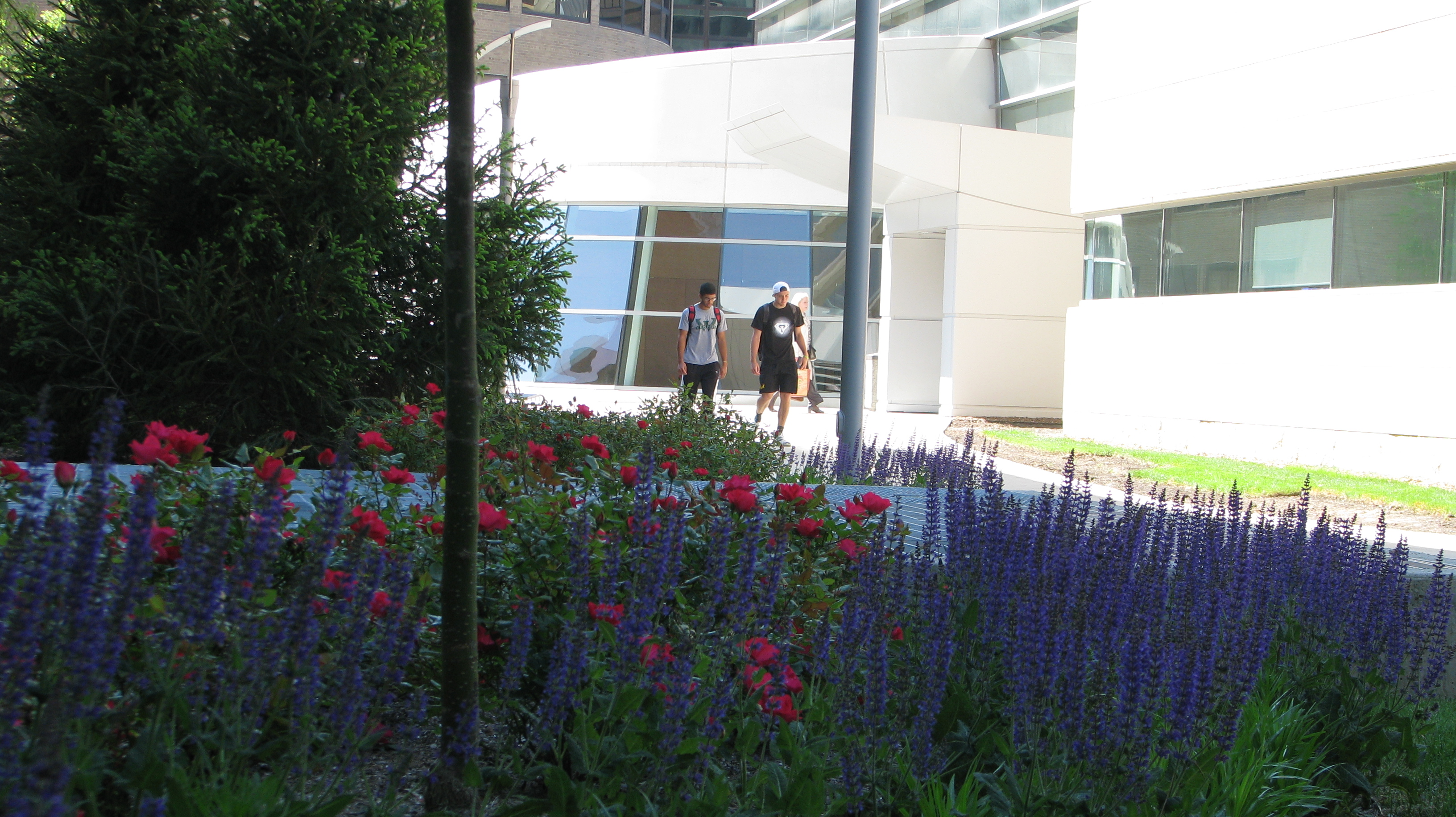 A couple of students walking down a path alongside a row of purple and red flowers.